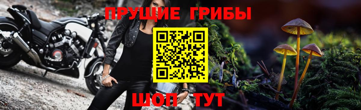 Псилоцибиновые грибы Psilocybe Кингисепп